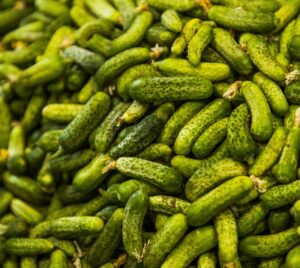 Einlegegurken für die Creme-Produktion