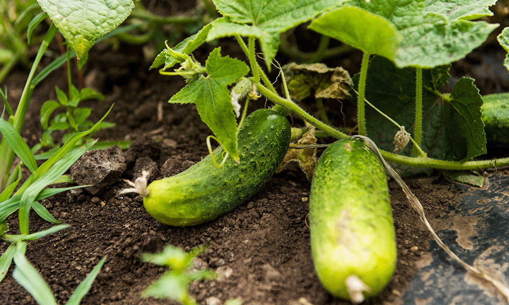 Seewinkler Biogurken