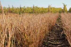 Reisfeld und Weingarten