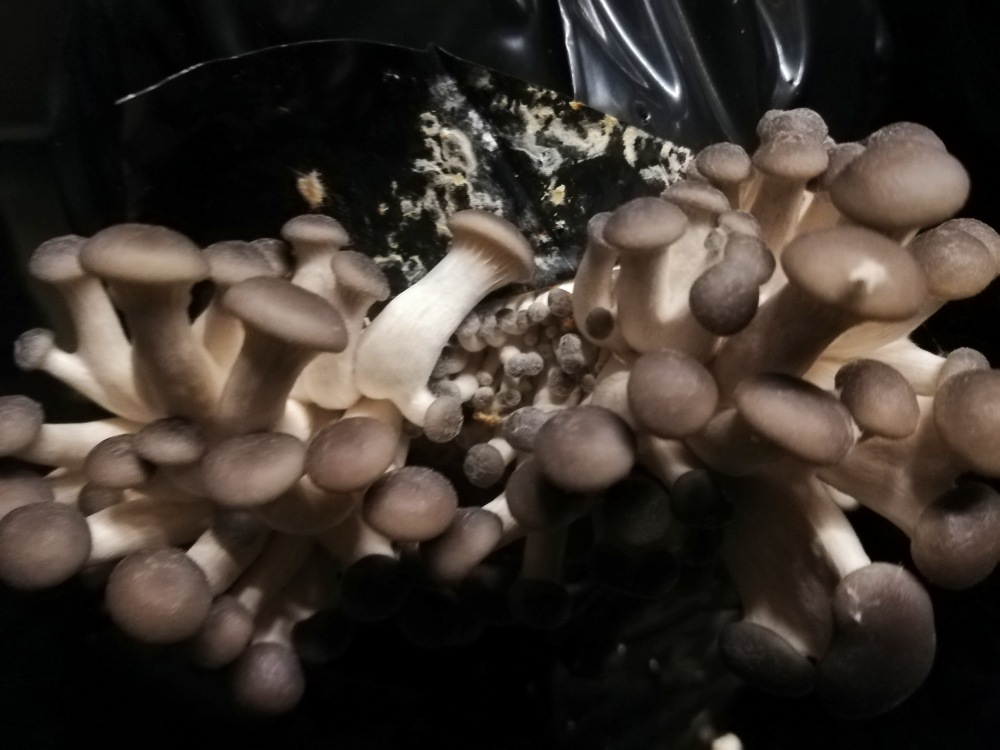 Austernpilze Schlösslpilze